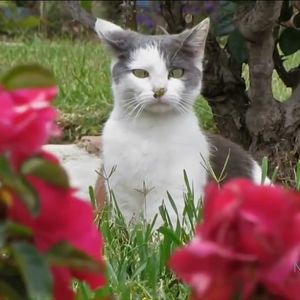 Meet your Posher, Missy